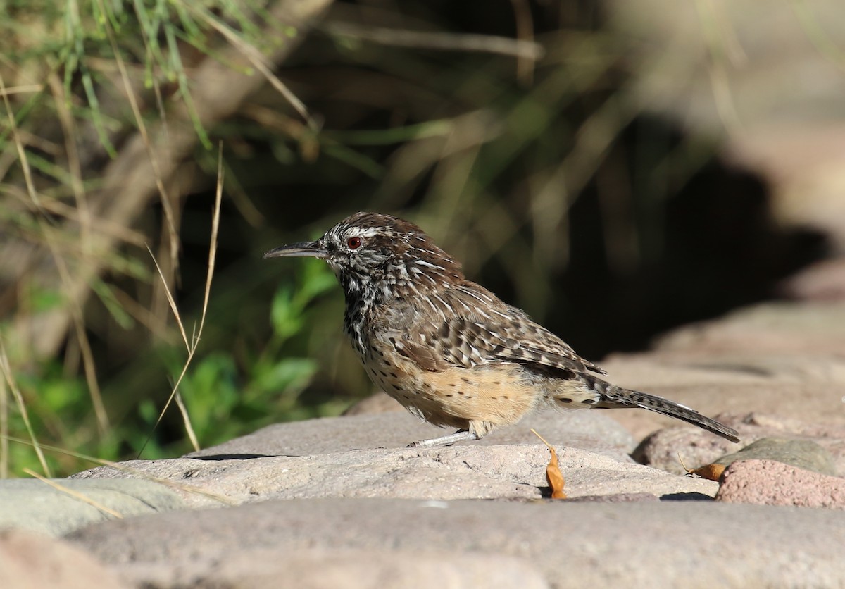 Cactus Wren - ML642087929