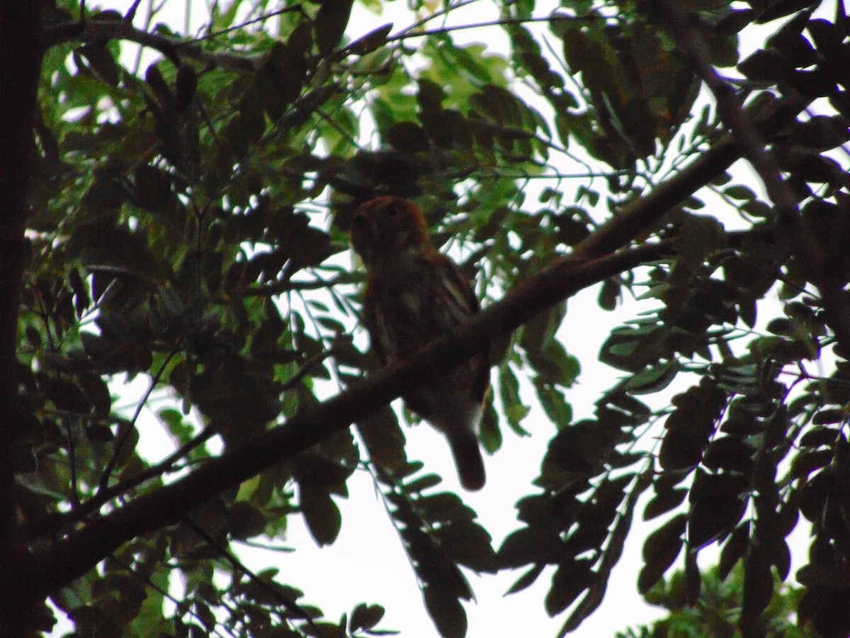 Ferruginous Pygmy-Owl - ML642087934