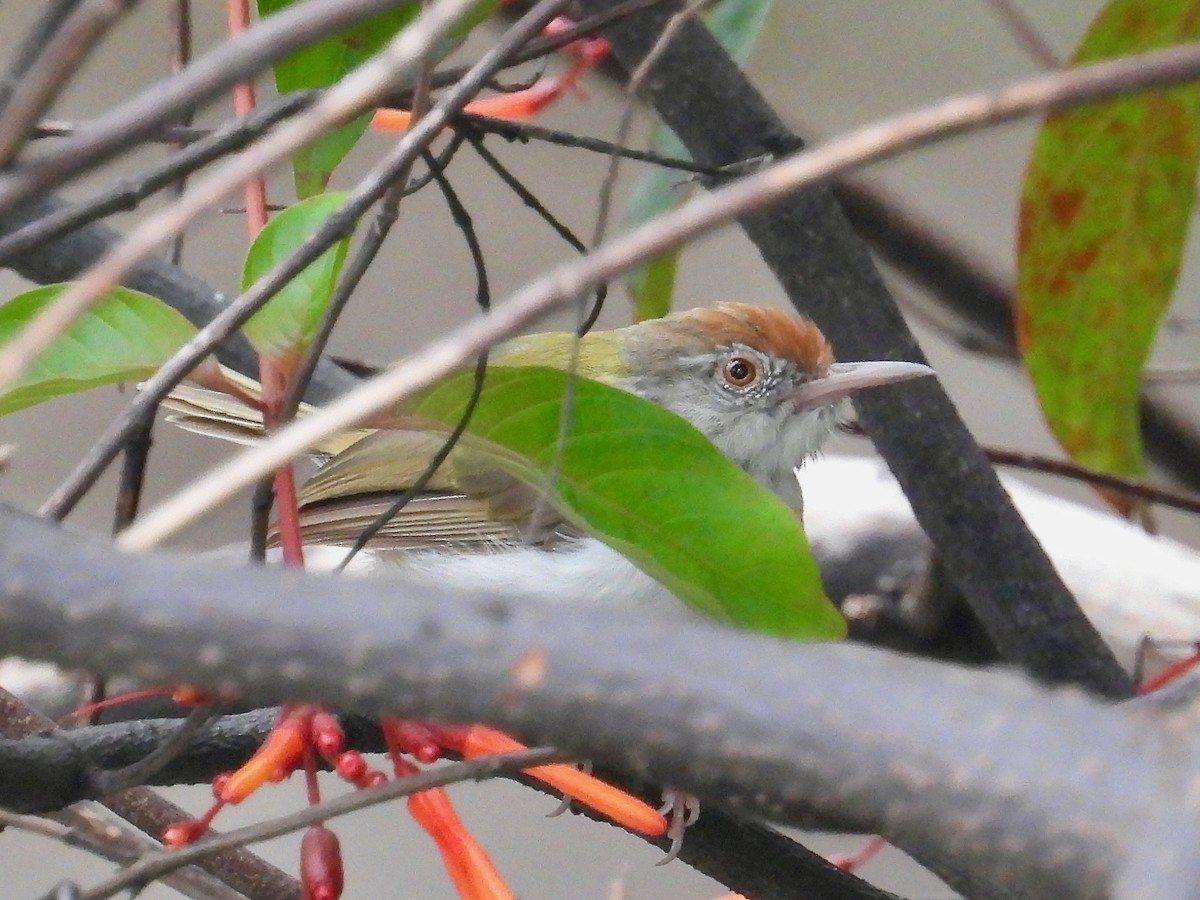 Common Tailorbird - ML642087942