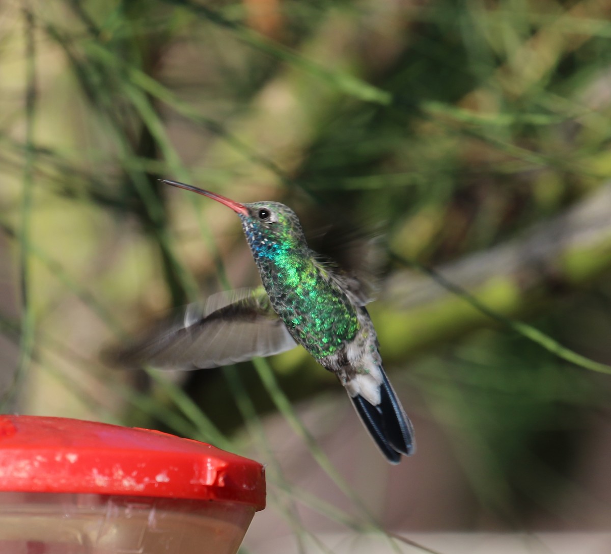 Broad-billed Hummingbird - ML642087953