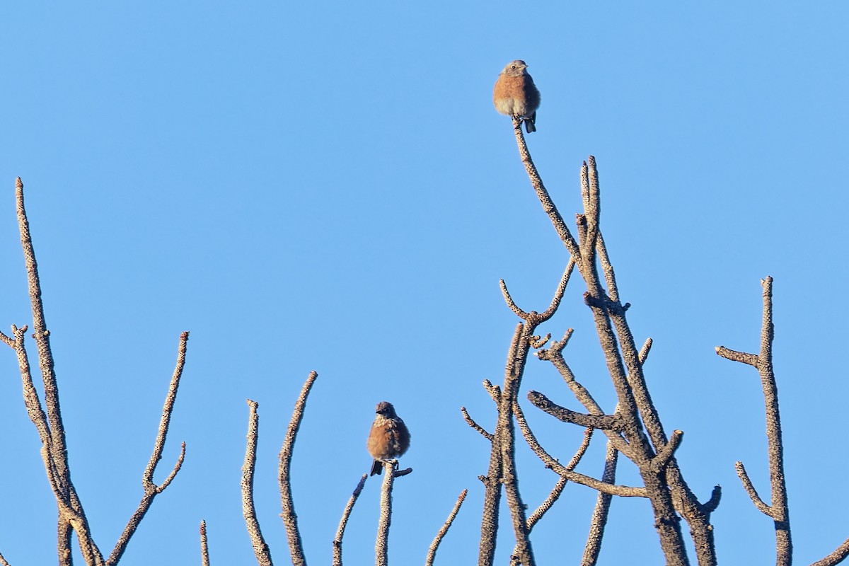 Western Bluebird - ML642087965