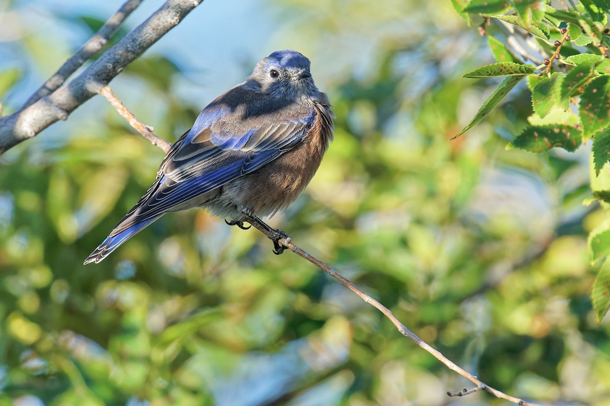 Western Bluebird - ML642087966