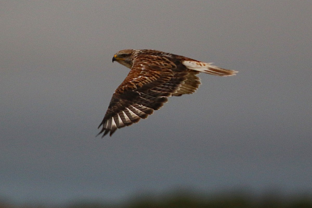 Ferruginous Hawk - ML642087967