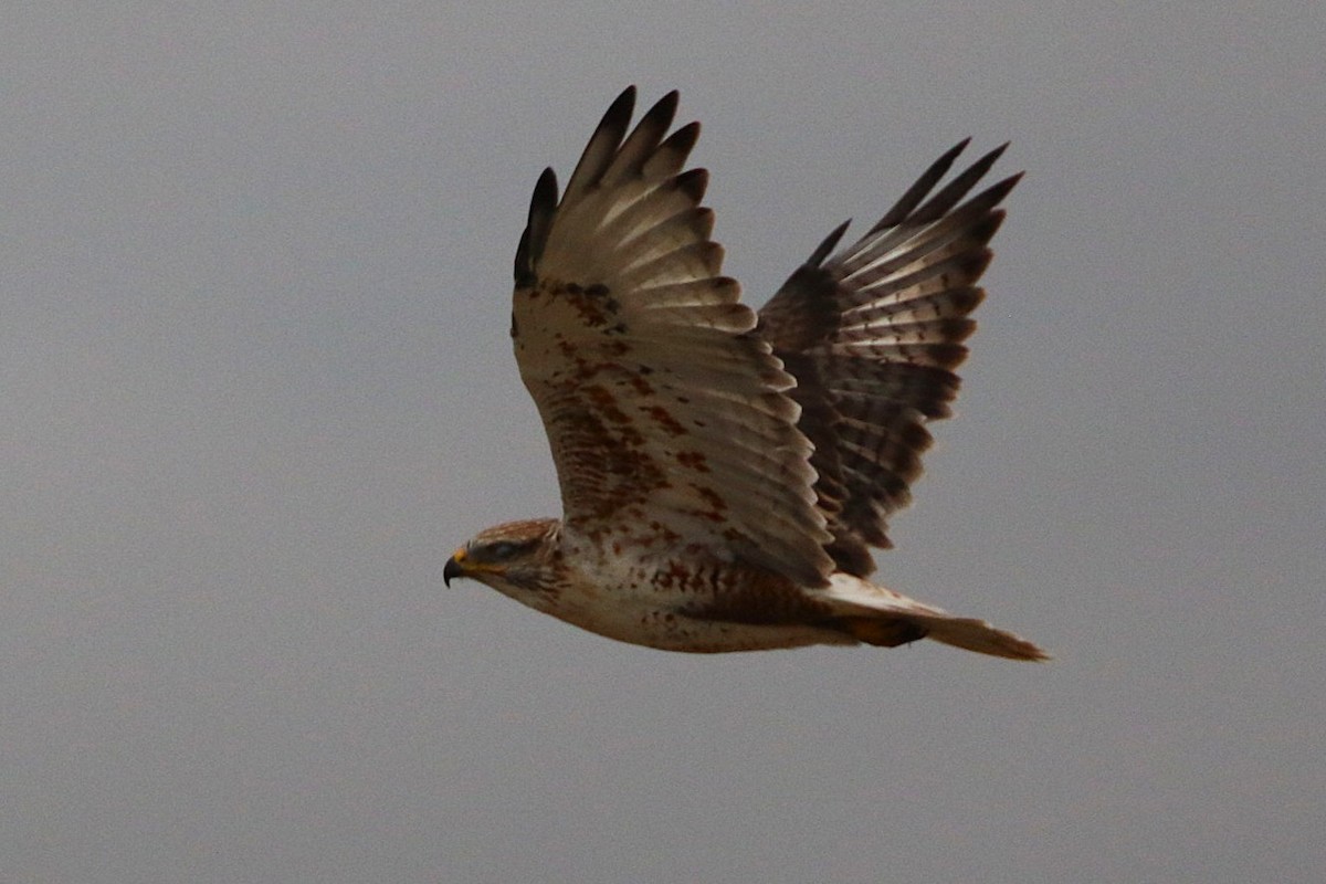 Ferruginous Hawk - ML642087968