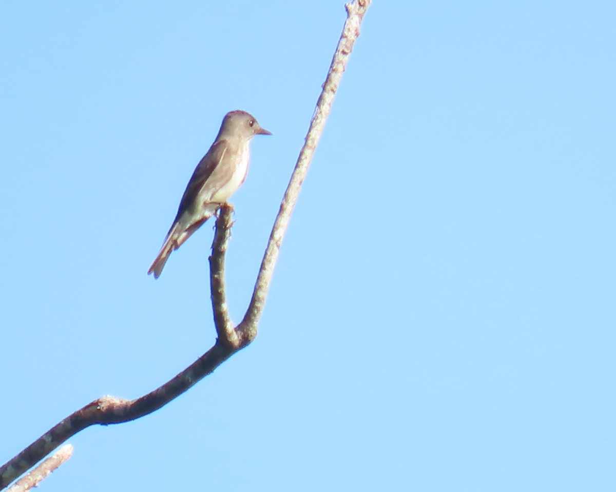 Olive-sided Flycatcher - ML642087975