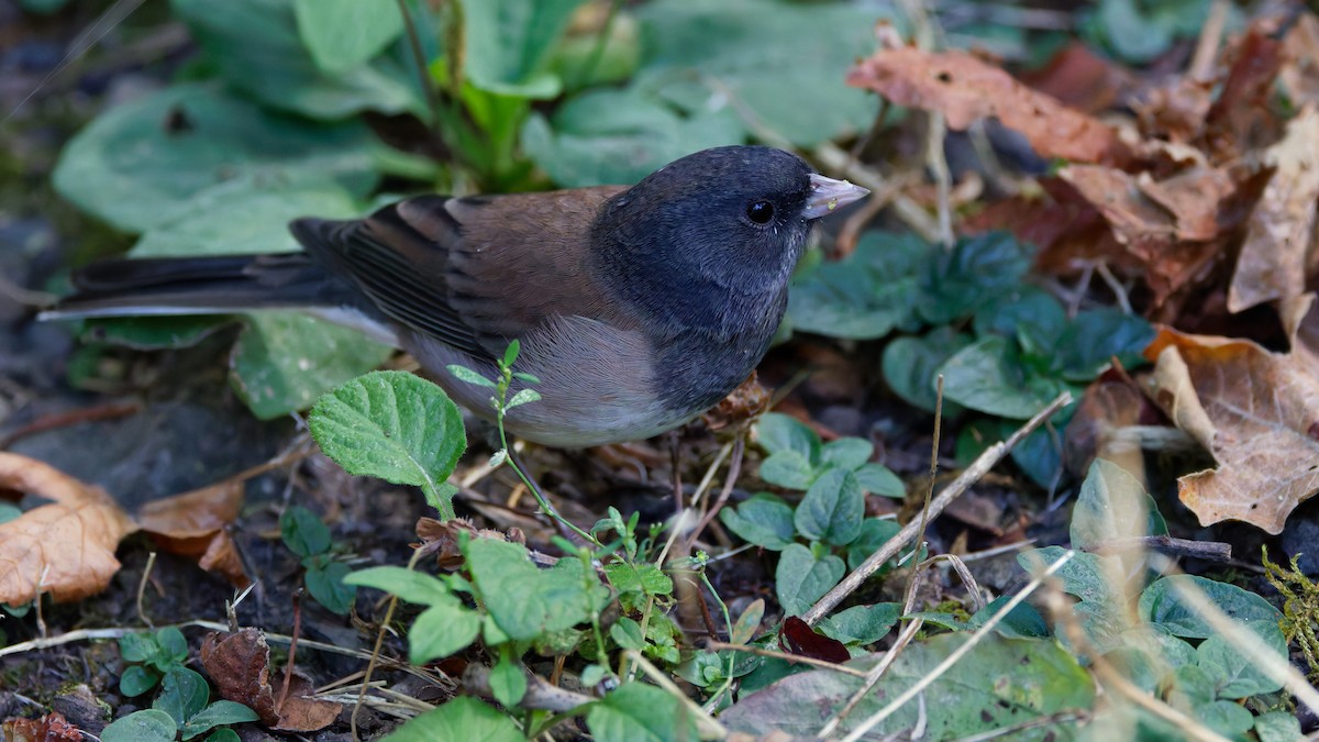 Dark-eyed Junco (Oregon) - ML642087977
