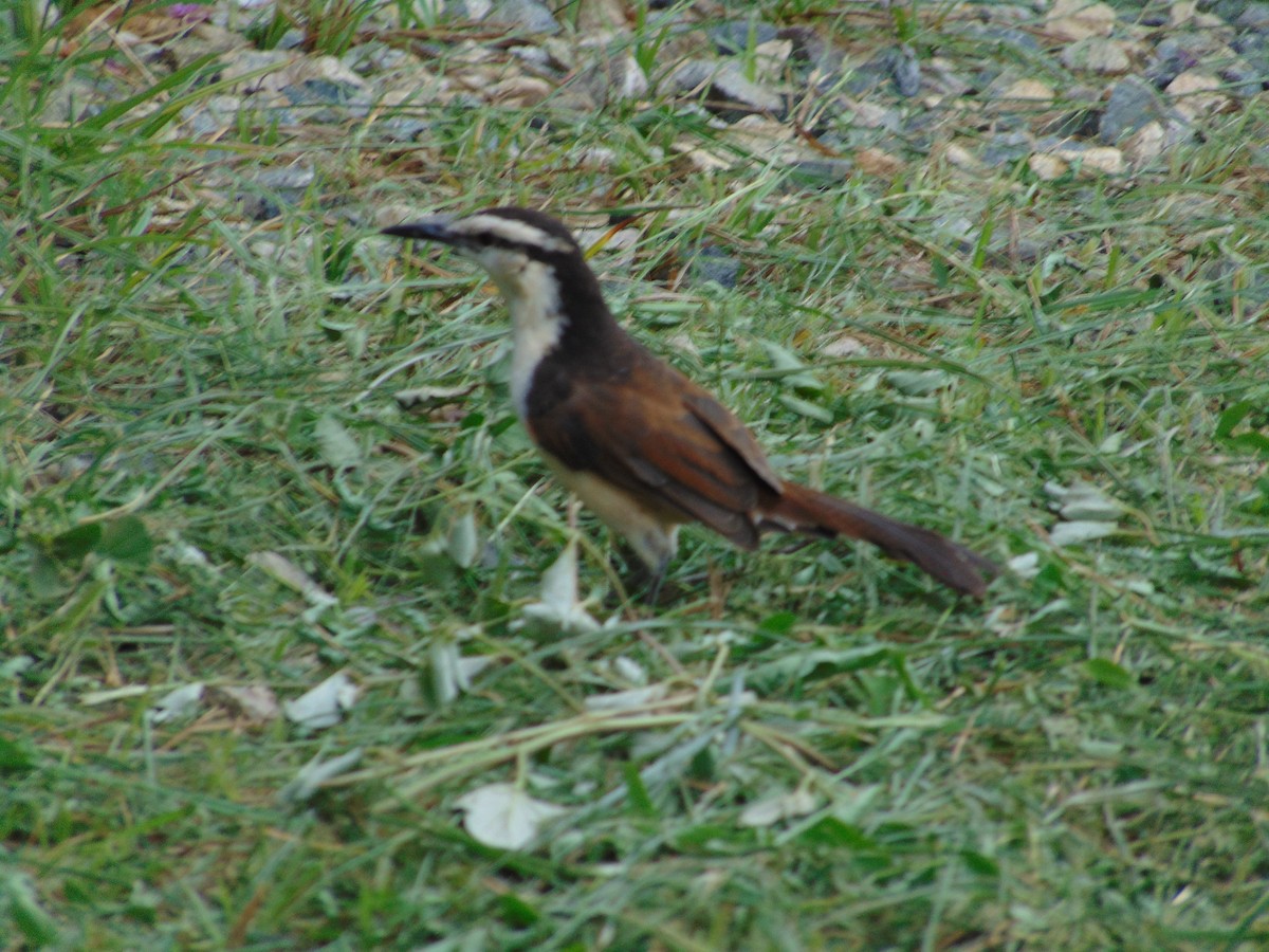 Bicolored Wren - ML642087978