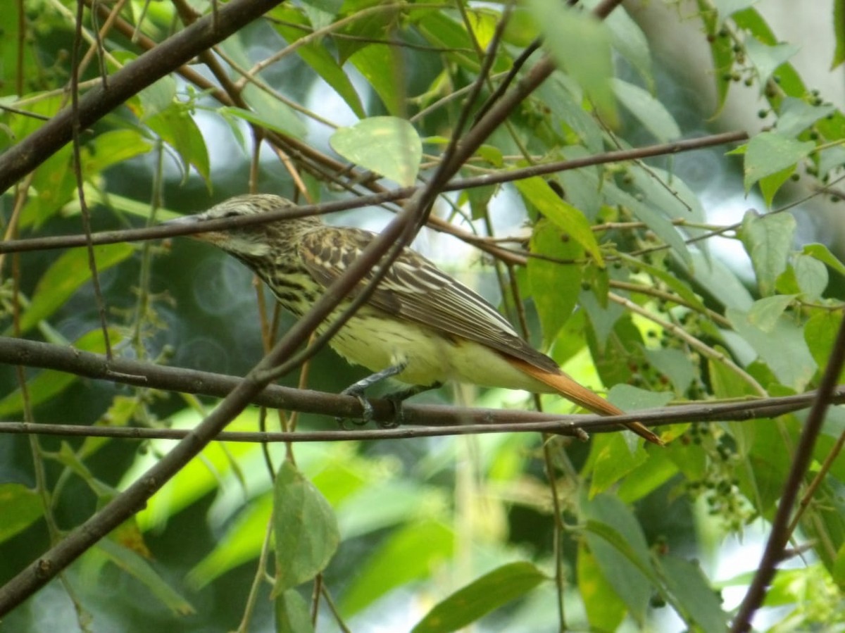 Sulphur-bellied Flycatcher - ML642087980