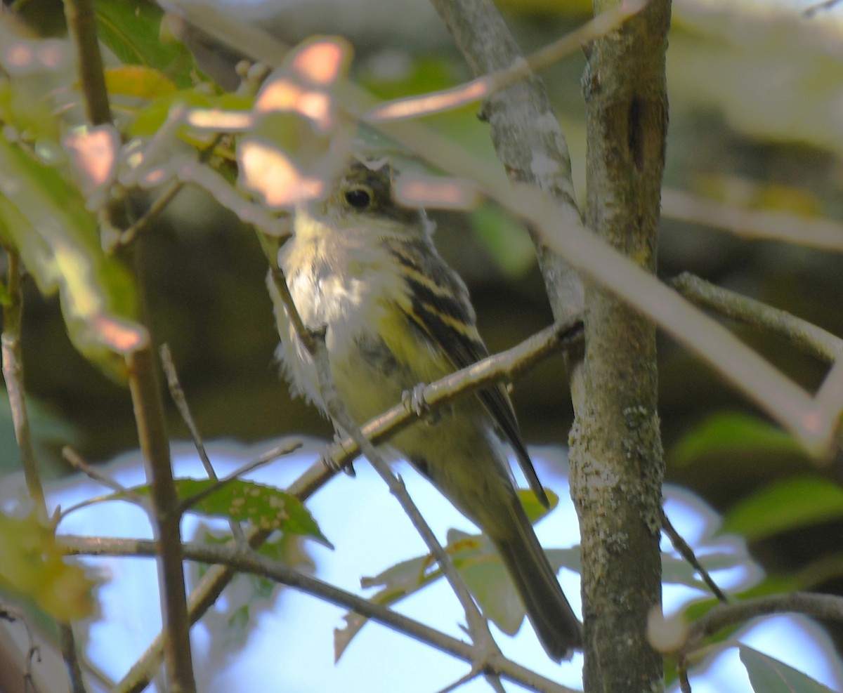 Least Flycatcher - ML642087982