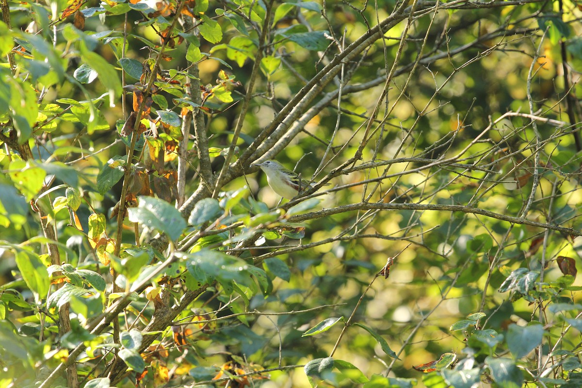 Chestnut-sided Warbler - ML642087983