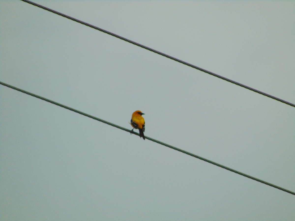 Yellow Oriole - ML642087984