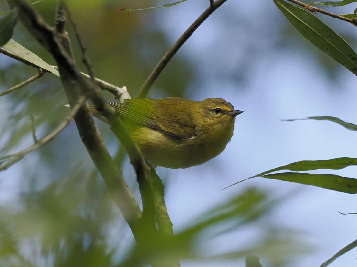 Tennessee Warbler - ML642087985