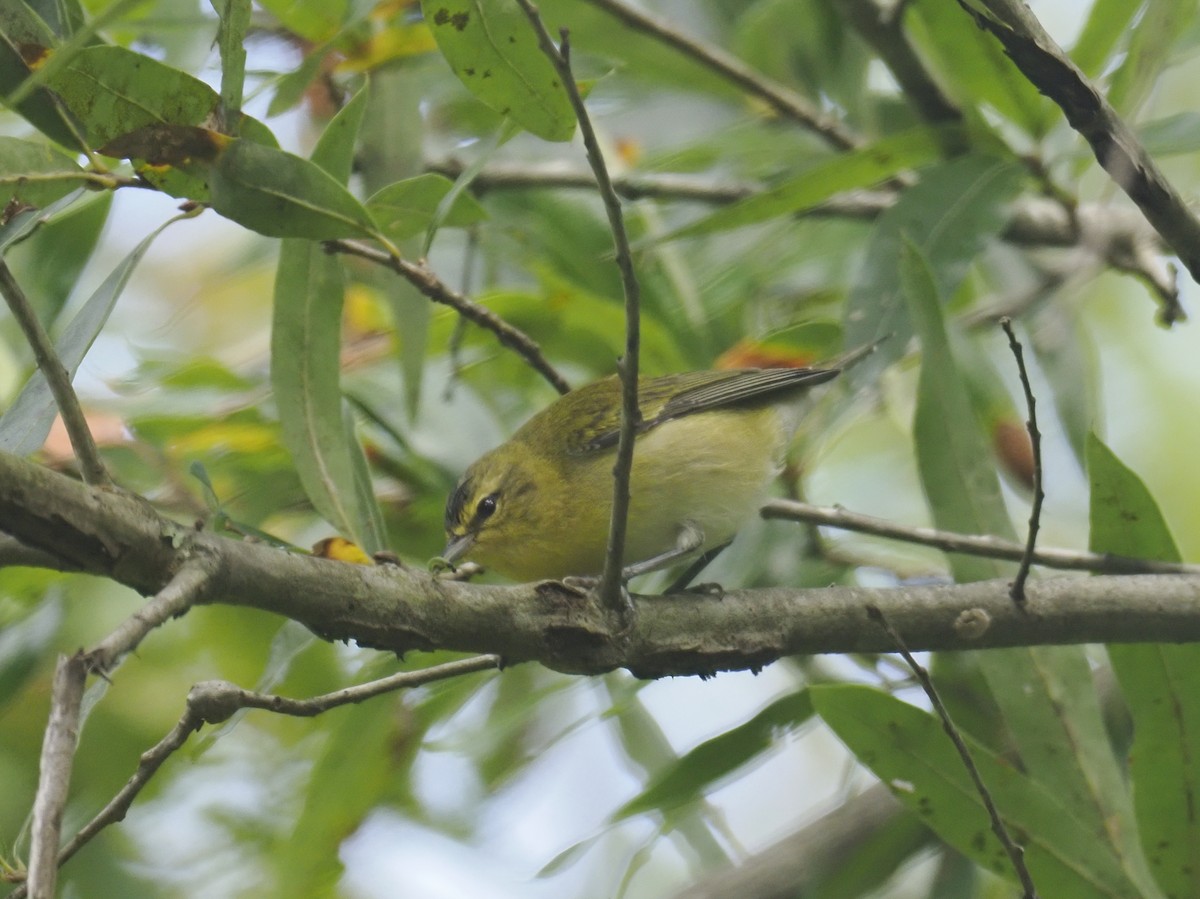 Tennessee Warbler - ML642087986