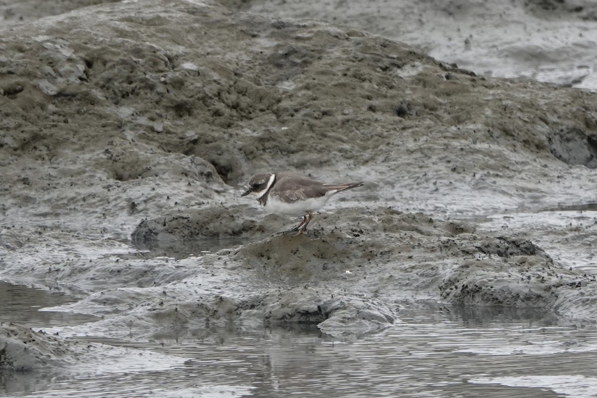 Common Ringed Plover - ML642087993