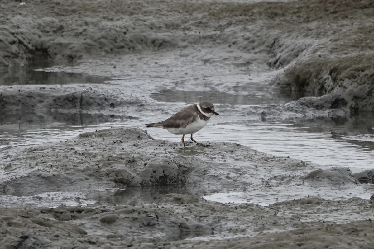 Common Ringed Plover - ML642087997