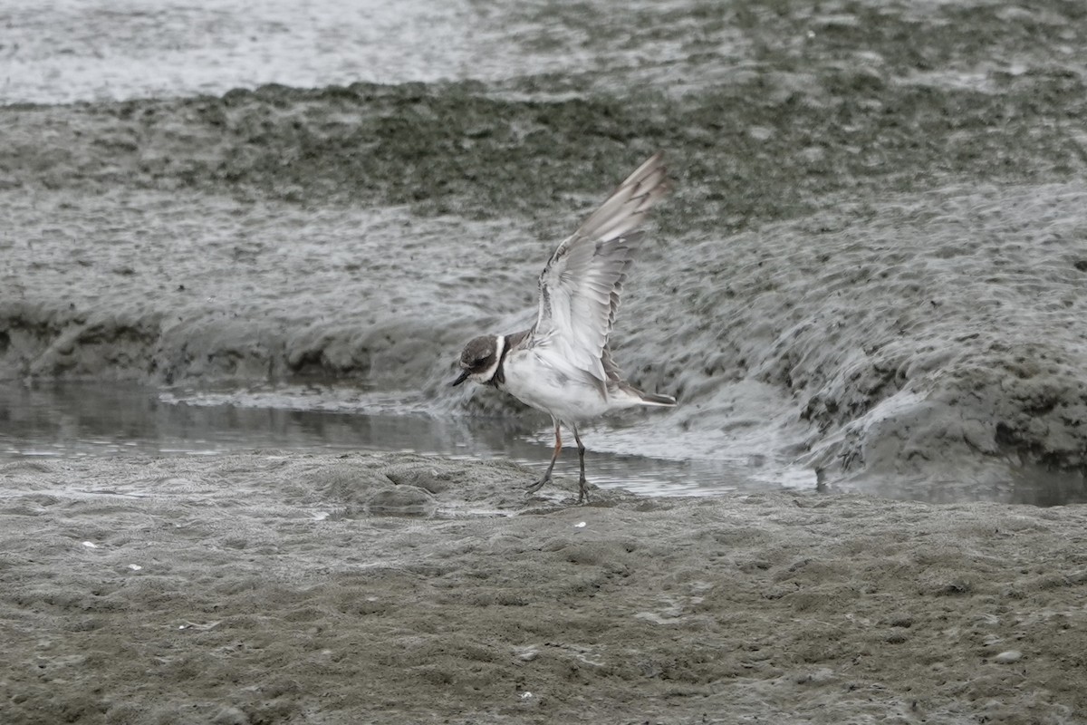Common Ringed Plover - ML642087999