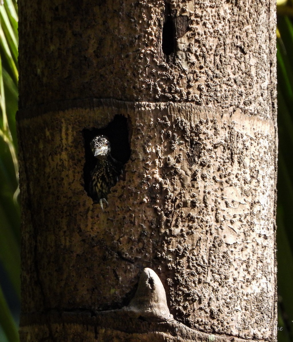 Red-backed Flameback - ML642088000