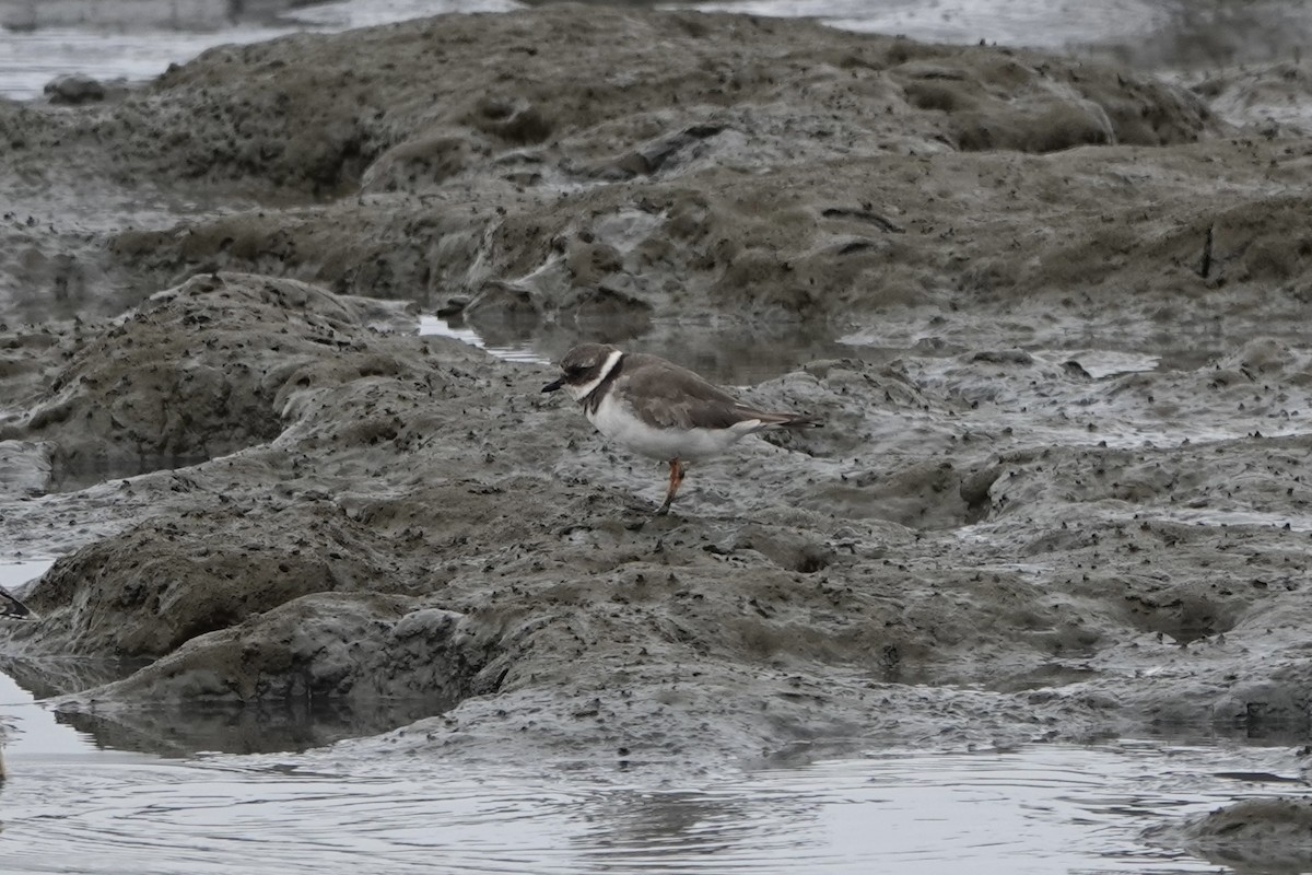 Common Ringed Plover - ML642088001