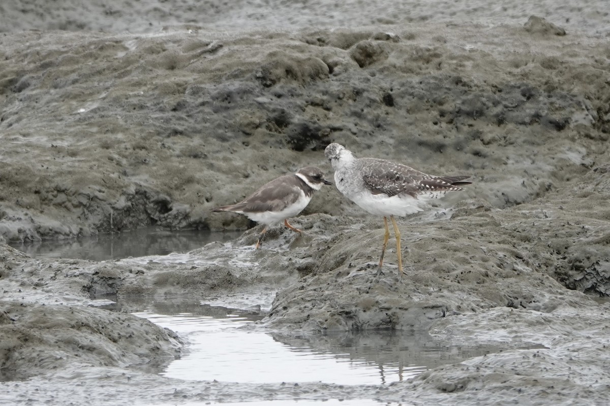 Common Ringed Plover - ML642088002