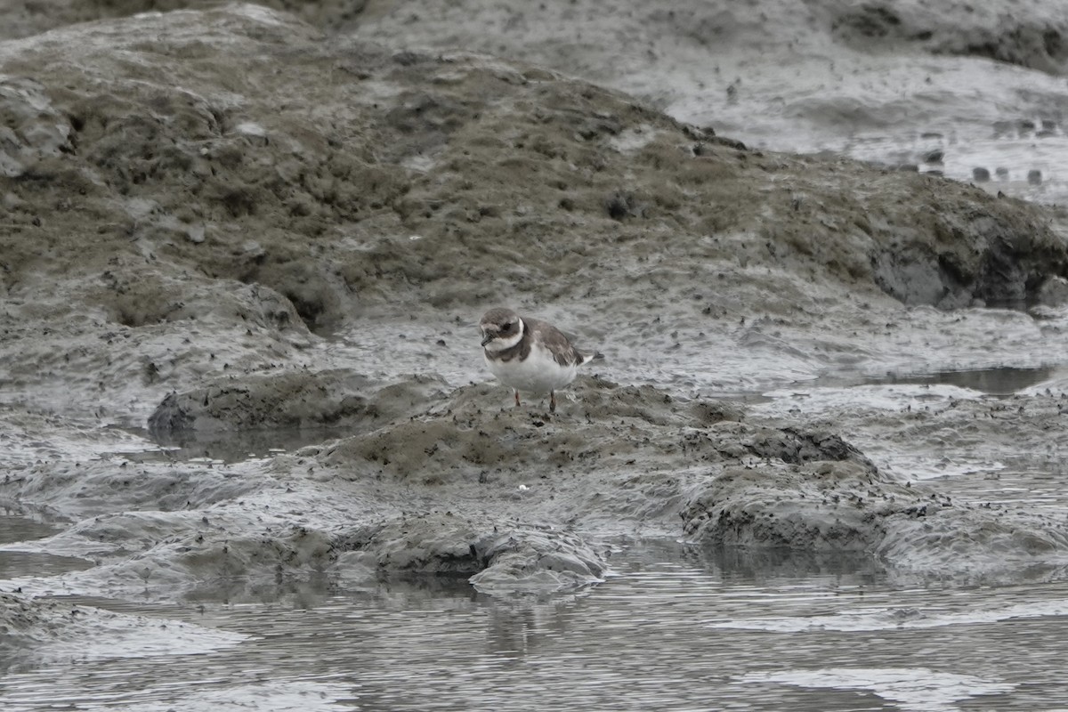 Common Ringed Plover - ML642088003