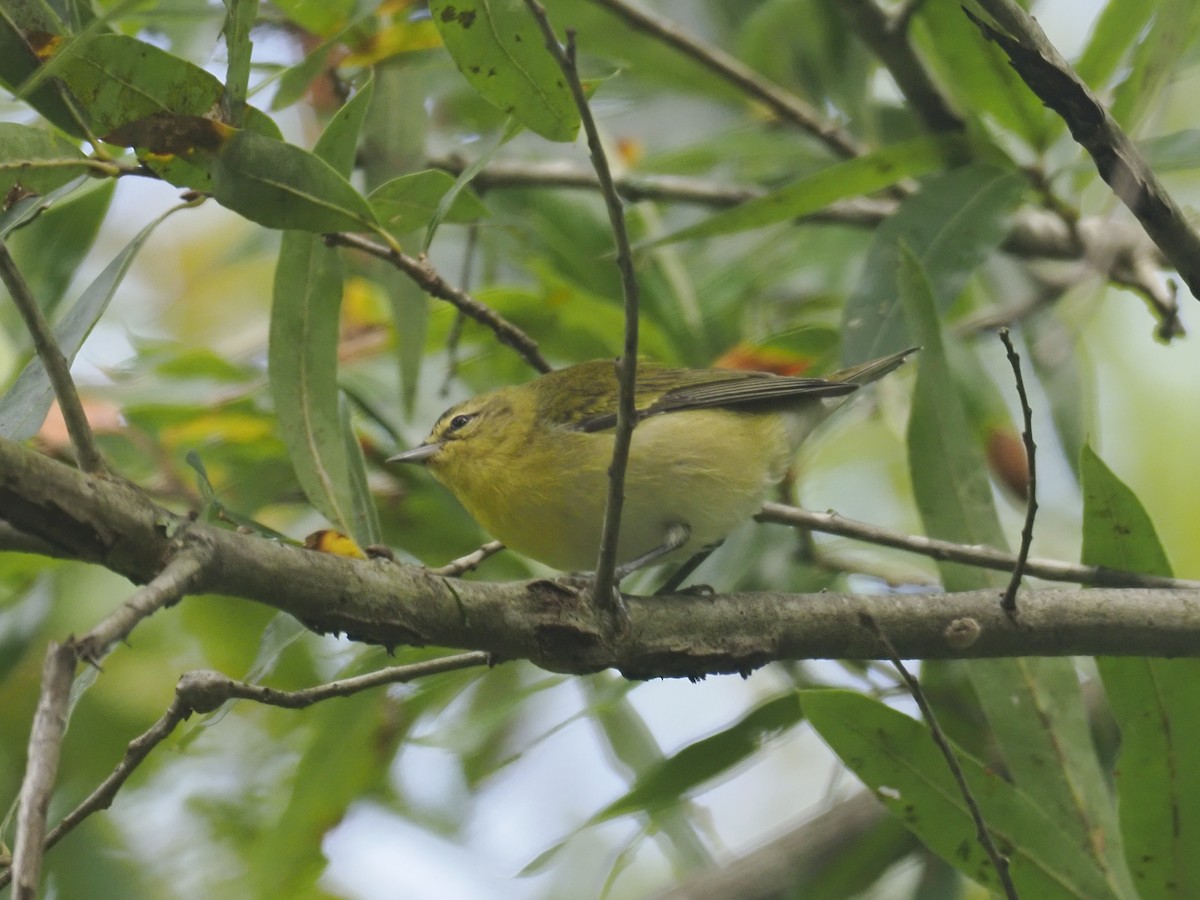 Tennessee Warbler - ML642088004