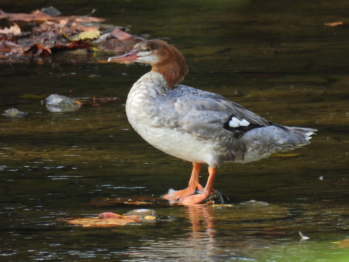 Common Merganser - ML642088033