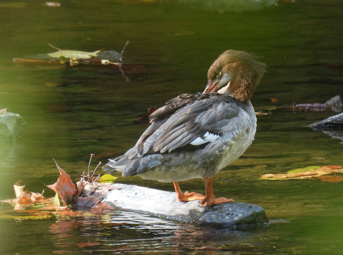 Common Merganser - ML642088034