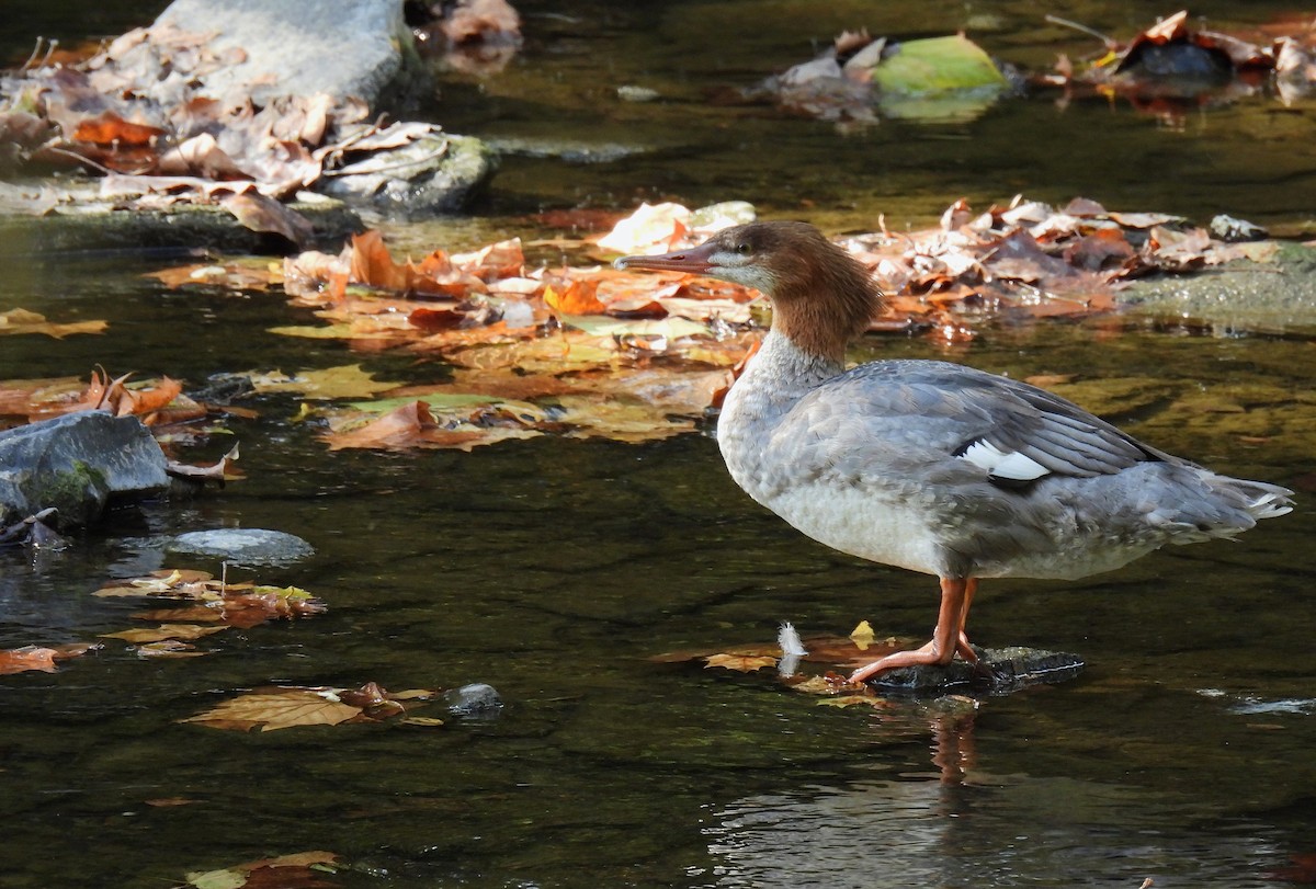 Common Merganser - ML642088035