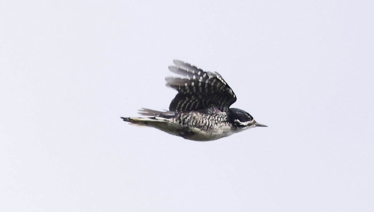 Black-backed Woodpecker - ML642088037