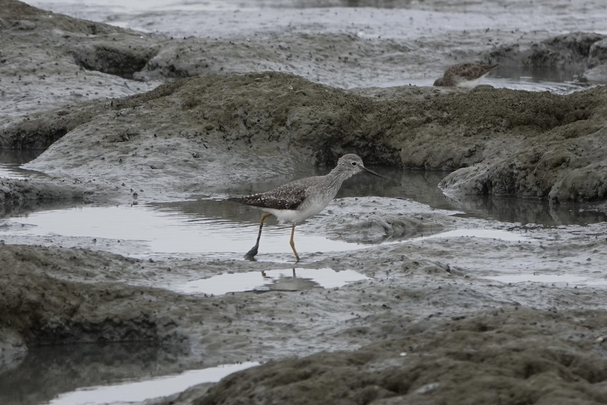 Lesser Yellowlegs - ML642088040