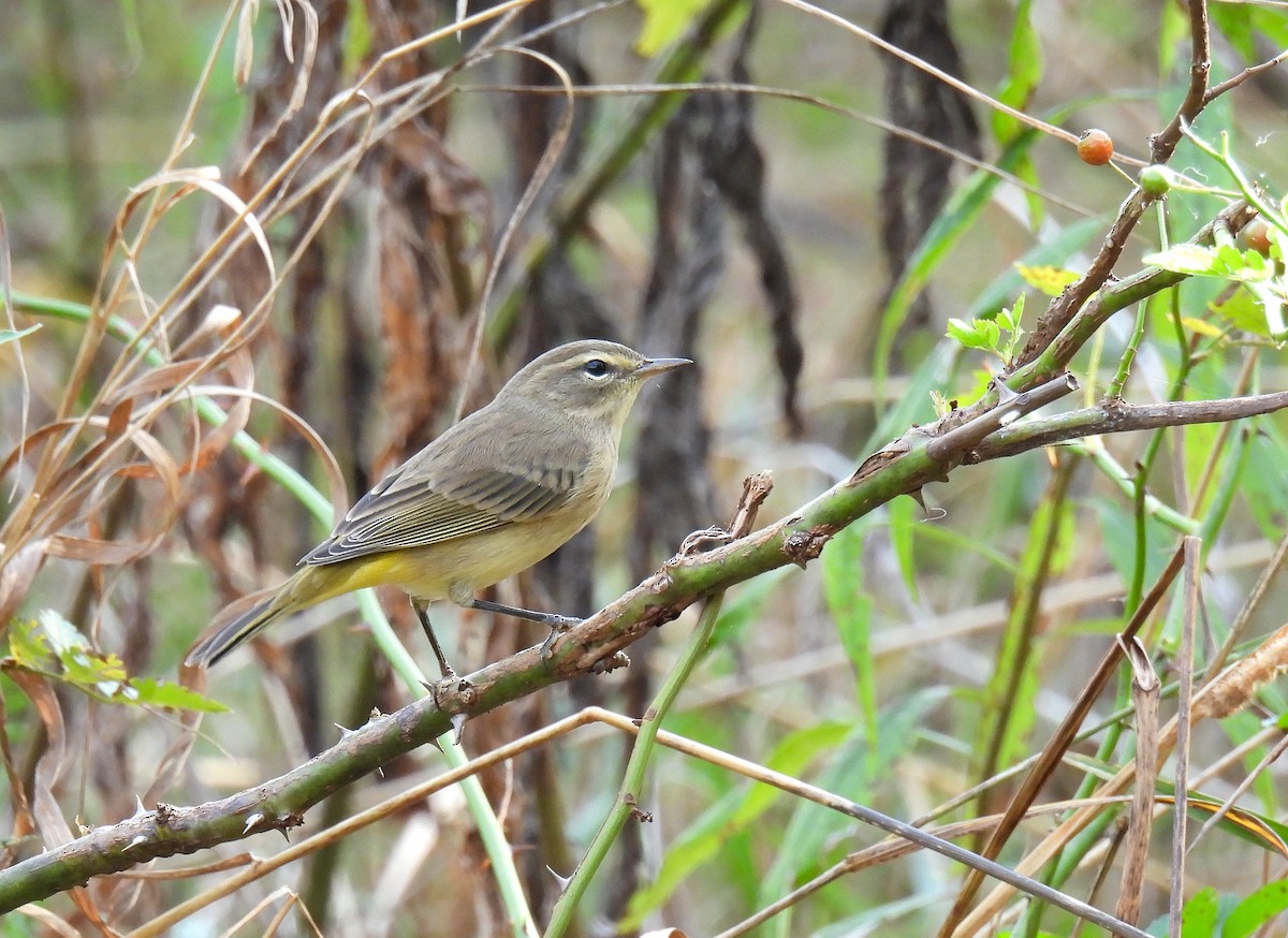 Palm Warbler - ML642088042