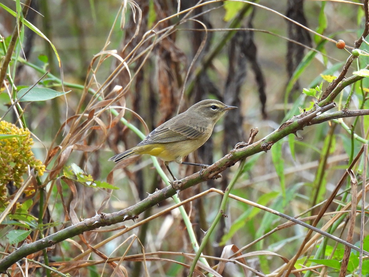 Palm Warbler - ML642088043
