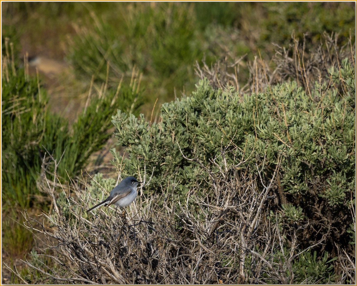 Blue-gray Gnatcatcher - ML642088054