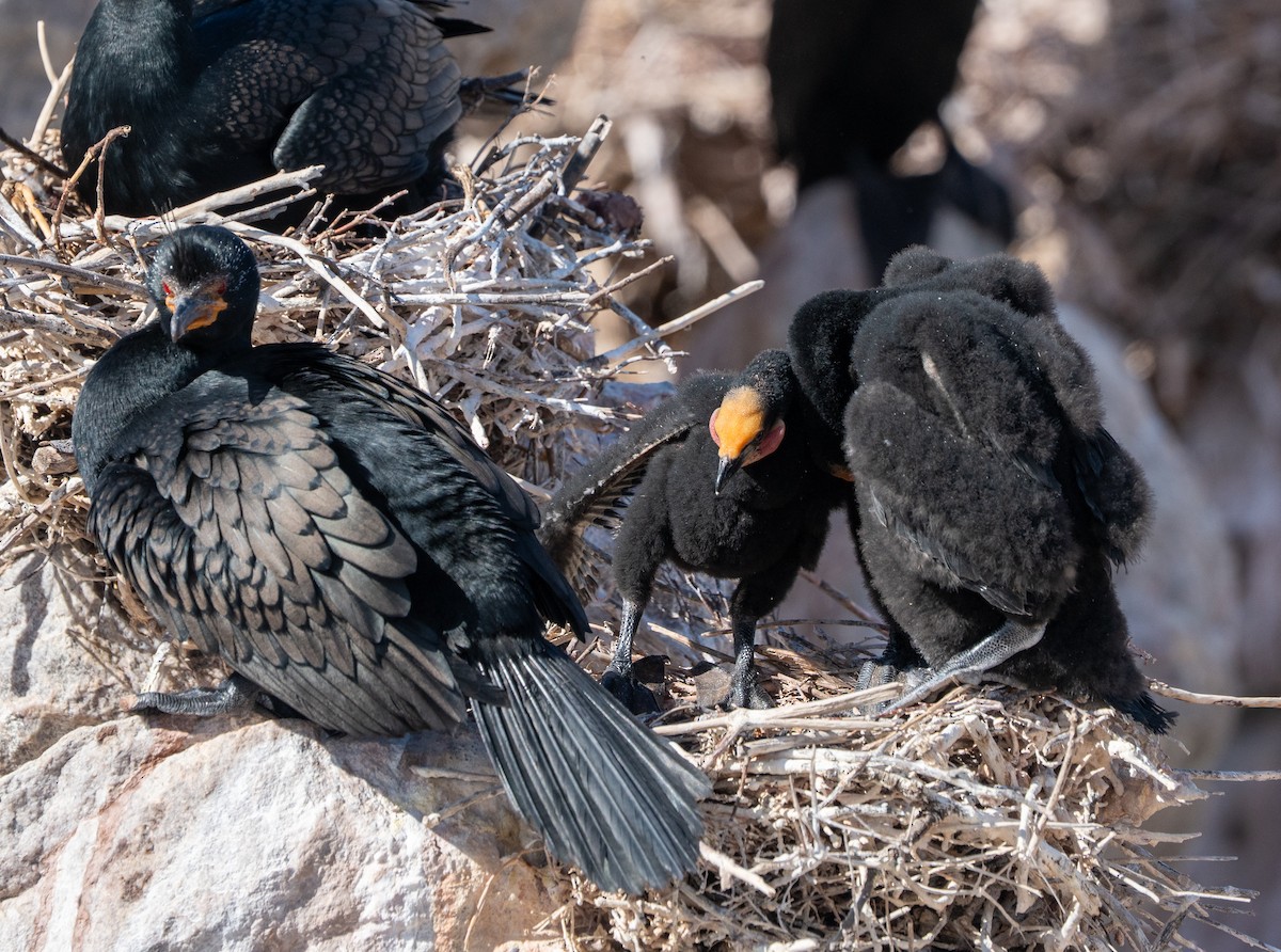 Crowned Cormorant - ML642088059