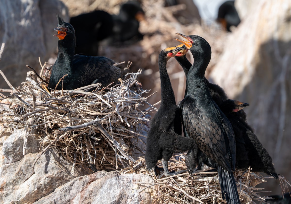 Crowned Cormorant - ML642088061