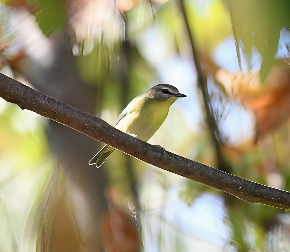 Philadelphia Vireo - ML642088073
