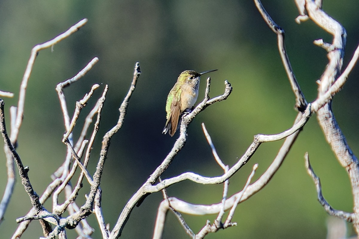 Calliope Hummingbird - ML642088075