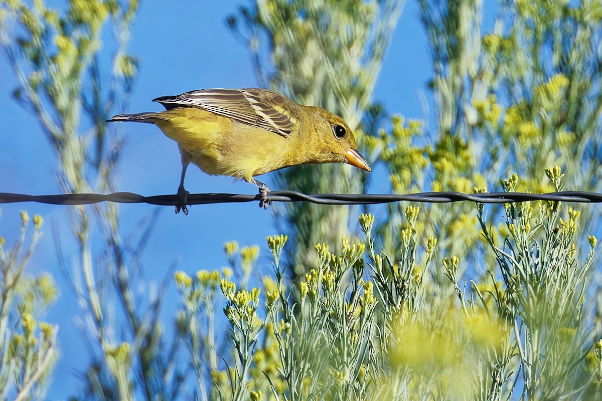 Piranga Carirroja - ML642088078
