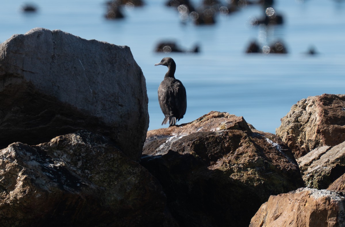 Cormoran des bancs - ML642088085