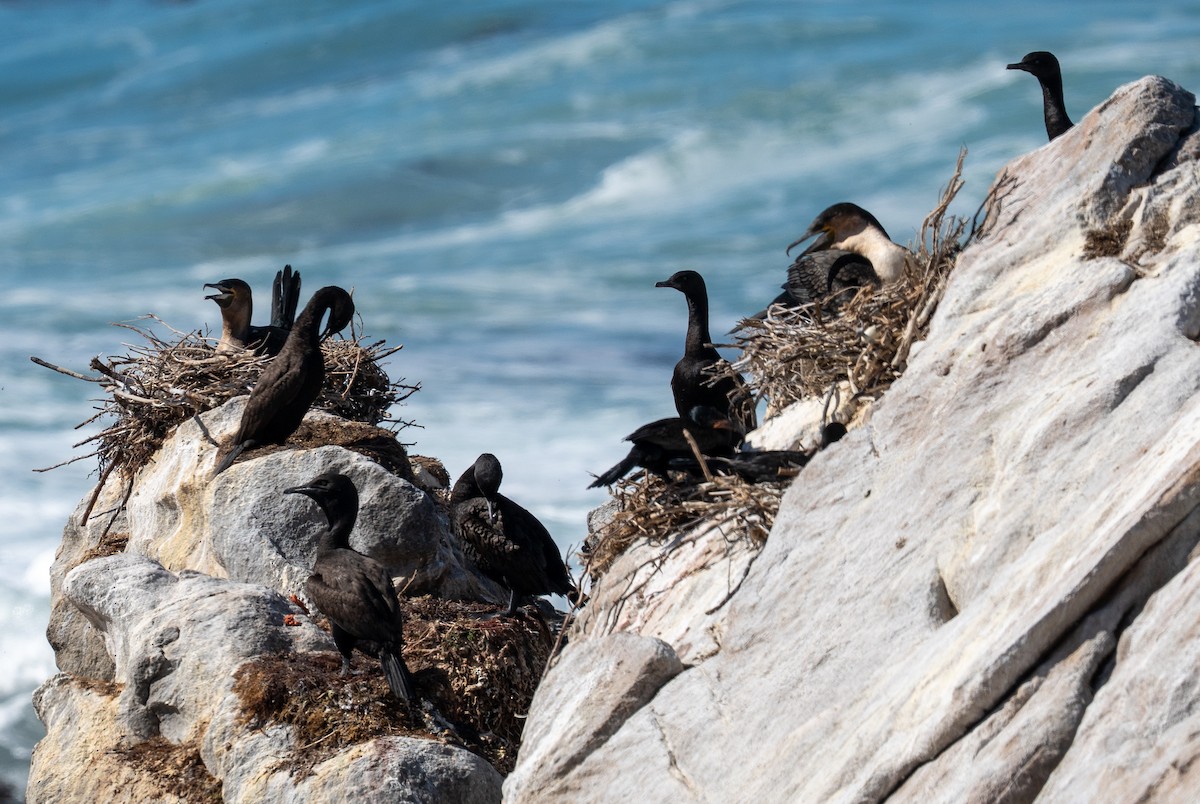 Cormoran des bancs - ML642088086