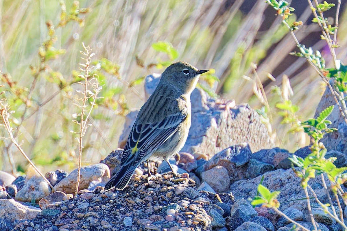 Yellow-rumped Warbler (Audubon's) - ML642088092