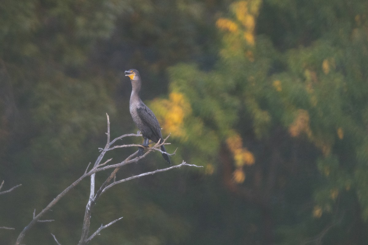 Cormorán Orejudo - ML642088104