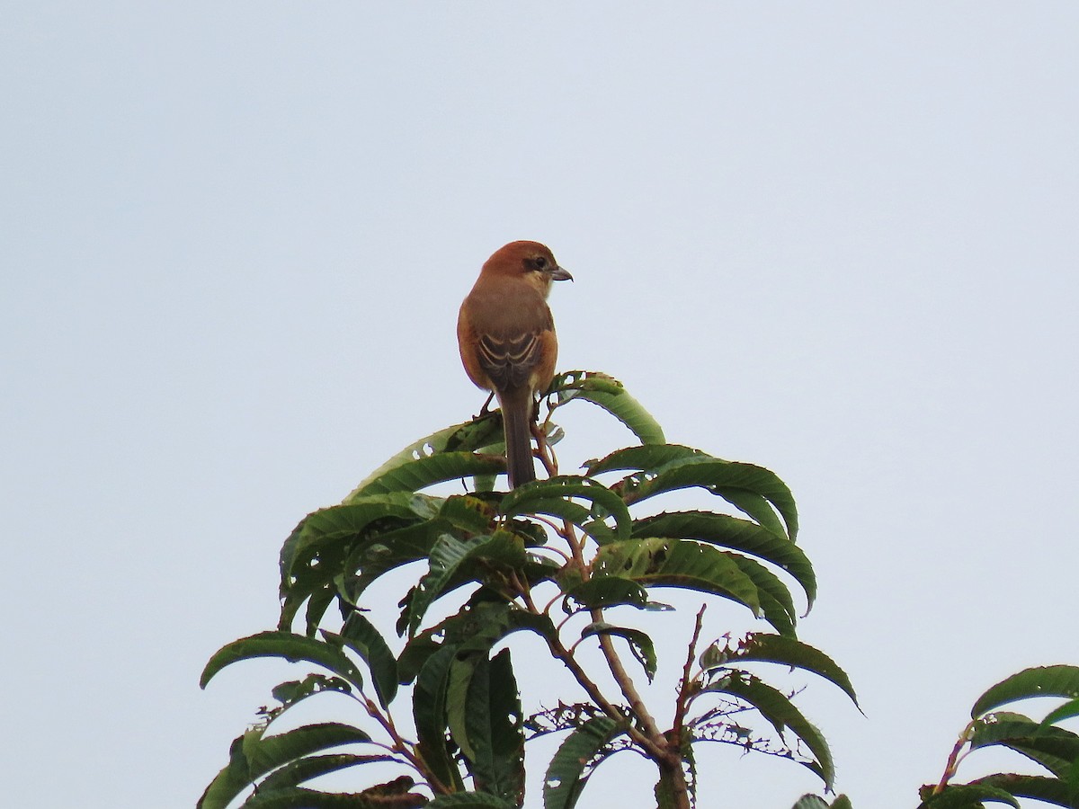 Bull-headed Shrike - ML642088117