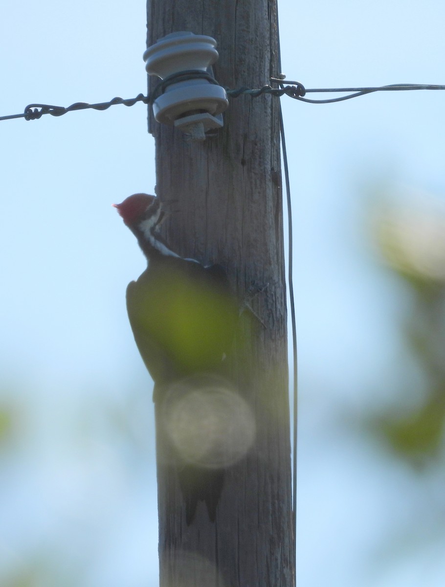 Pileated Woodpecker - ML642088119