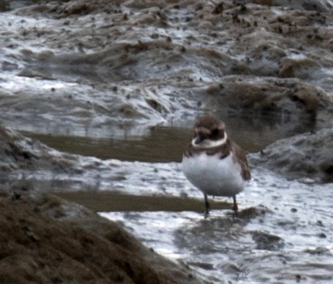 Common Ringed Plover - ML642088123