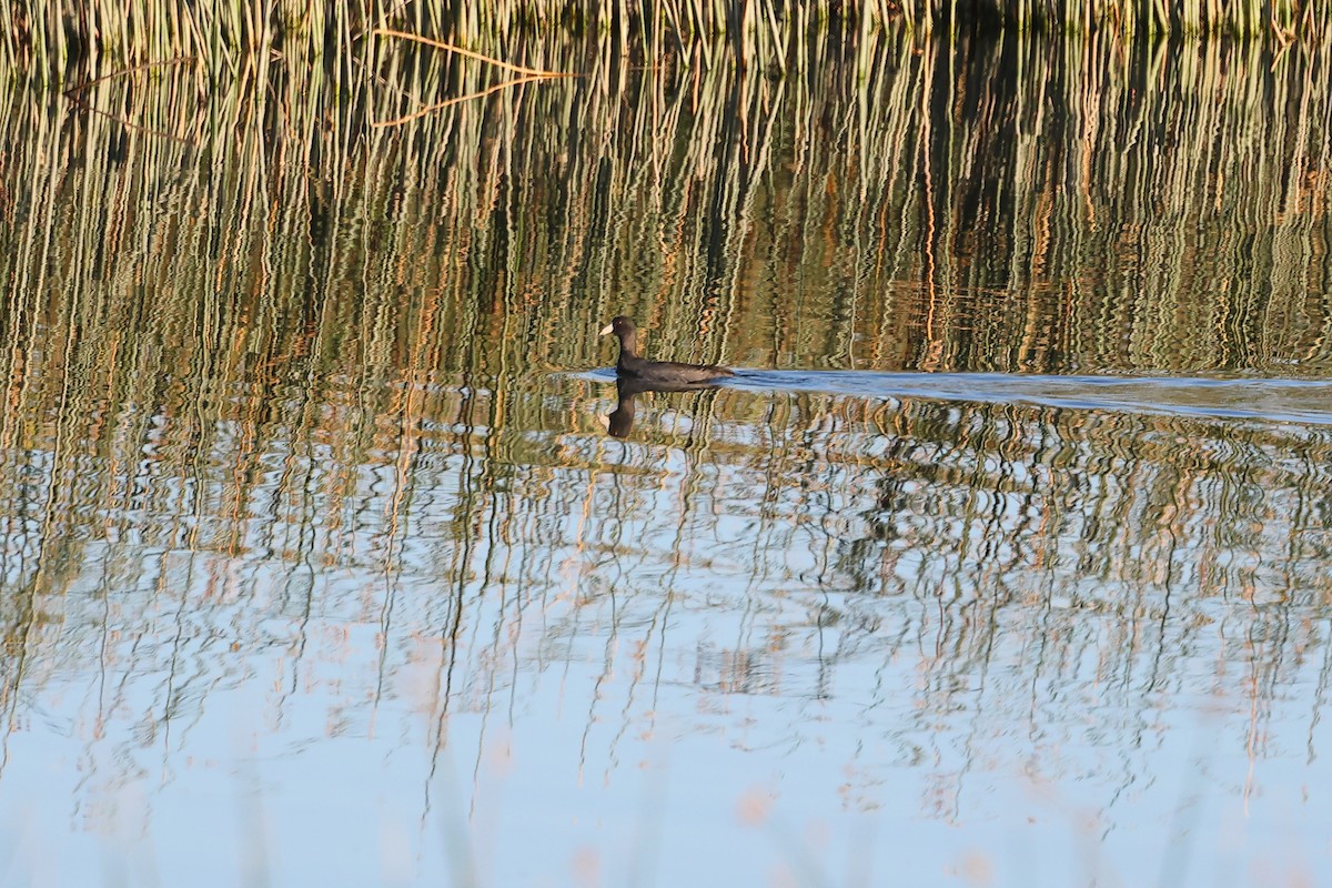 American Coot - ML642088124