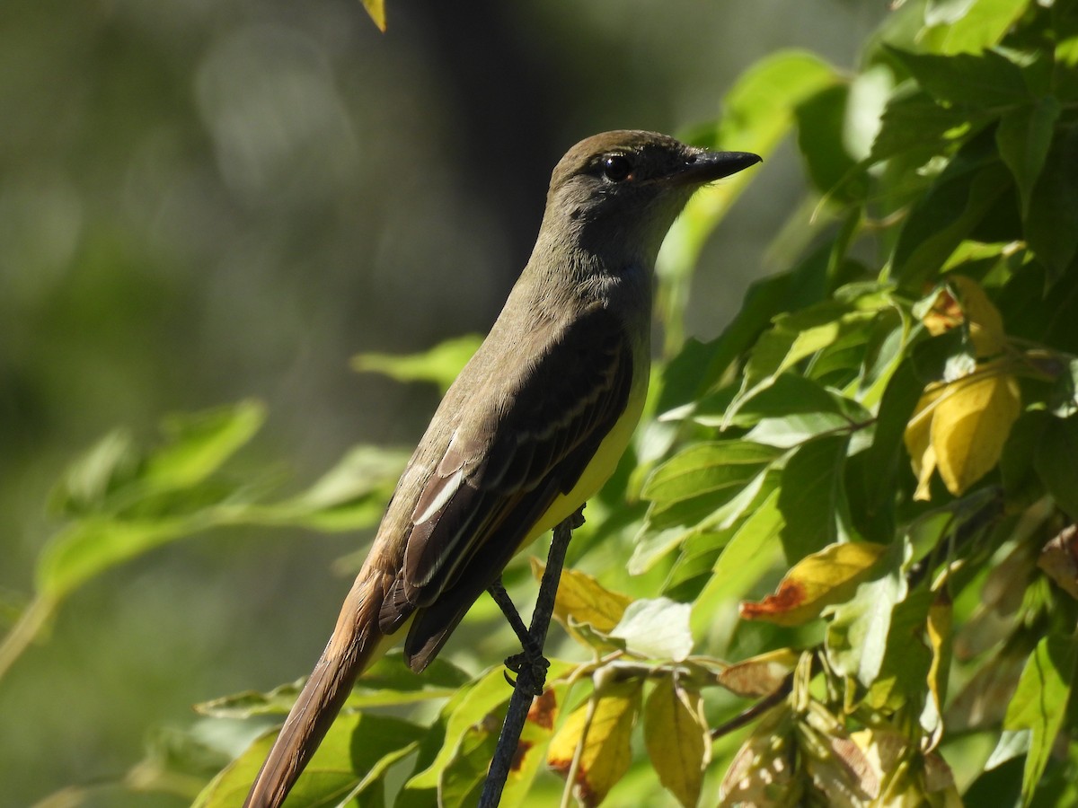 Great Crested Flycatcher - ML642088163
