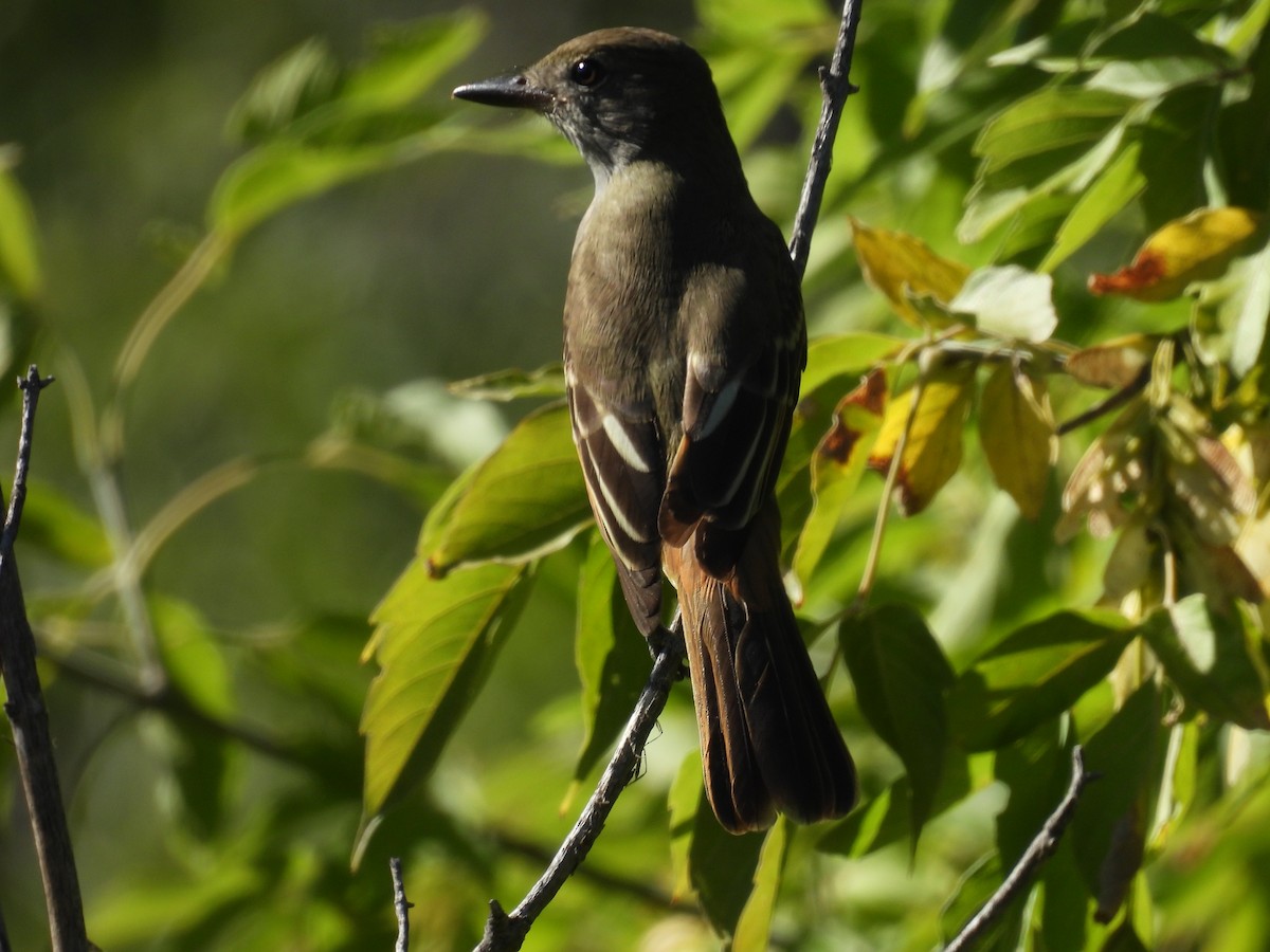 Great Crested Flycatcher - ML642088164