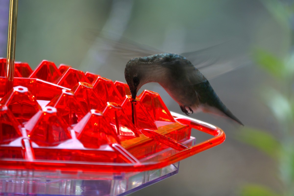 Ruby-throated Hummingbird - ML642088172
