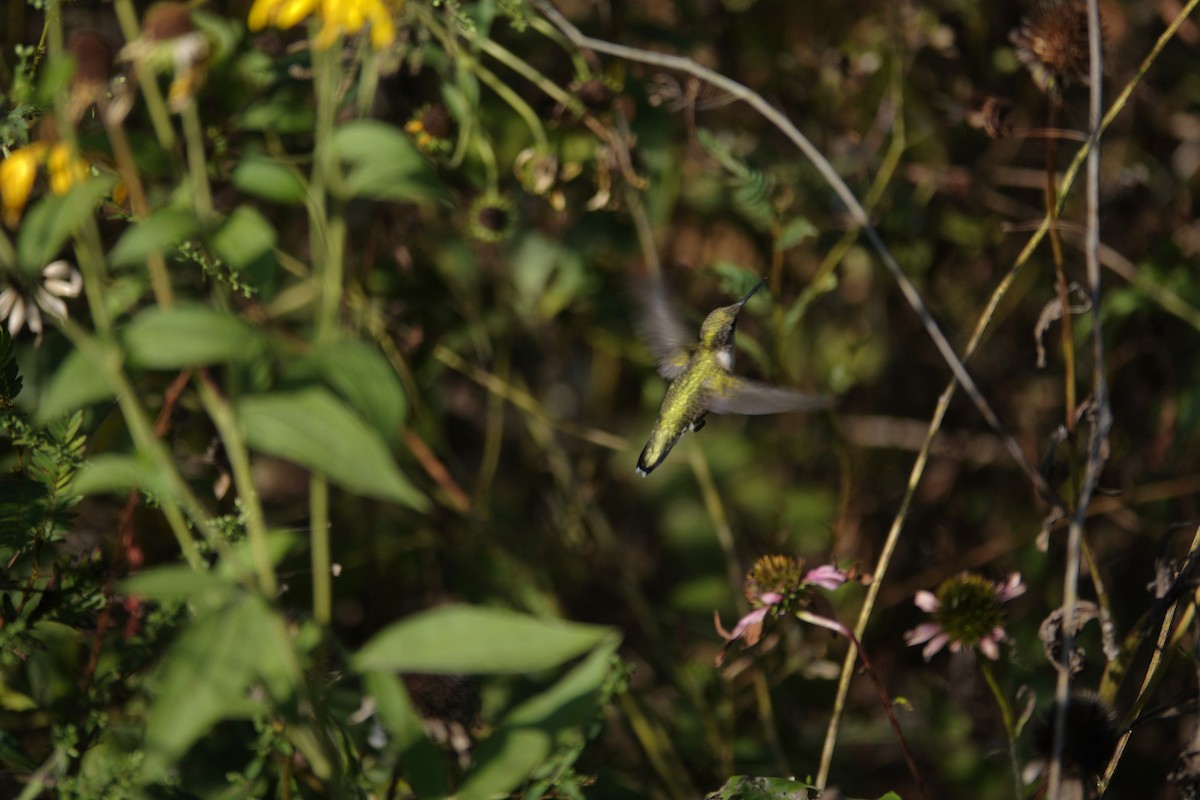 Ruby-throated Hummingbird - ML642088173